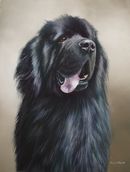 Original Pastel Painting Of Basil, Newfoundland