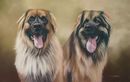 Original Pastel Painting Of Paddle & Enzo, Leonbergers
