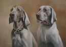 Original Pastel Painting of Hantz & Lucy, Weimaraners