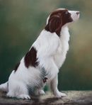 Original Pastel Painting Of Loosey, Springer Spaniel