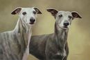Original Pastel Painting Of Poppy & Pepper, Whippets