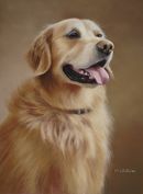 Original Pastel Painting Of Beau, Golden Retriever