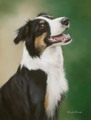 Original Pastel Painting Of Jess, Border Collie