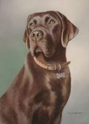 Original Pastel Painting Of Betsy, Chocolate Labrador