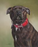 Original Pastel Painting Of Pippa, Staffordshire Bull Terrier
