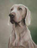 Original Pastel Painting Of Bentley, Weimaraner