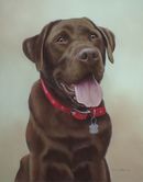 Original Pastel Painting Of Barney, Chocolate Labrador