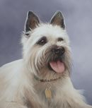 Original Pastel Painting Of Cesar,Cairn Terrier