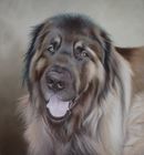 Original Pastel Painting Of Taran, Leonberger