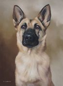 Original Pastel Painting of Bella, Belgian Shepherd