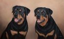 Original Pastel Painting Of Rotweillers, Frank & Molly.