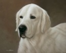 Original Pastel Painting of Traveller the golden retriever.