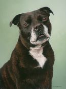 Pastel Portrait Of Charly, Staffordshire Bull Terrier