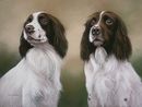 Pastel Painting Of Duke & Jake, Springer Spaniels