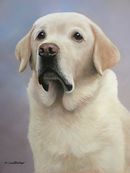 Pastel Painting Of Sonny, Yellow Labrador