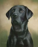 Pastel Painting Of Elgar, Black Labrador