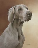 Original Pastel Painting Of Bentley,Weimaraner