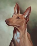 Original Pastel Painting Of a Pharoah Hound