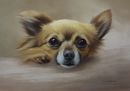 Original Pastel Painting Of Alfie