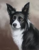 Original Pastel Painting Of Gwen, Border Collie