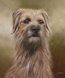Original Pastel Painting Of Bramble, Border Terrier
