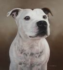 Original Pastel Painting Of Jake, Staffordshire Bull Terrier