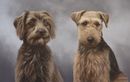 Original Pastel Painting Of Radley & Jaffa