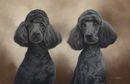 Original Pastel Painting Of Standard Poodles, Rhodri & Fergus