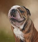 Original Pastel Painting Of Buster, British Bulldog.