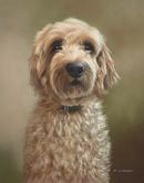 Original Pastel Painting Of Charlie The Cockerpoo
