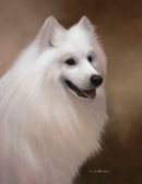 Original Pastel Painting Of Bumble The Samoyed.