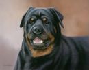 Original Pastel Painting Of Yoda The Rottweiller.