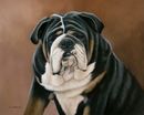 Original Pastel Painting Of Big Doe The Bulldog
