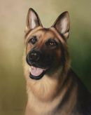 Original Pastel Painting Of German Shepherd, Trinity