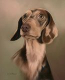 Original Pastel Painting Of Beau The Dachshund.