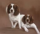 Original Pastel Painting Of Skye & Starr.
