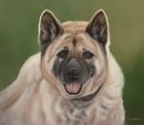 Original Pastel Painting Of Seven The Akita.