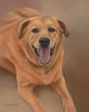 Original Pastel Painting Of Goldie.