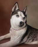 Original Pastel Painting Of Tegan The Husky.