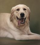 Original Pastel Painting Of Fergie The Golden Retriever.
