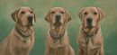 Original Pastel Painting of Fox Red Labradors, Bertie, Dylan & Ben.