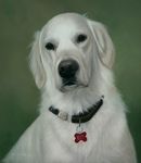 Original Pastel Painting Of Bo