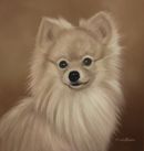 Original Pastel Painting Of Rupert The Pomeranian