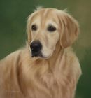 Original Pastel Painting Of Oscar
