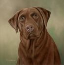 Original Pastel Painting Of Meggie The Chocolate Labrador