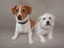 Original Pastel Painting Of Jack Russells.