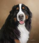 Original Pastel Painting Of Bernese Mountain Dog, Andre.