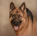 Original Pastel Painting Of Peyton The German Shepherd.