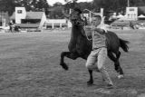 Dean Wallace & 'Ryehill Prince Comet'