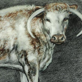 Longhorn Cattle Hand Tinted Drawing